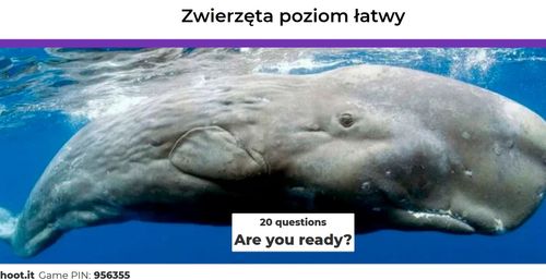 konkurs1zwierzakikahoot23a46